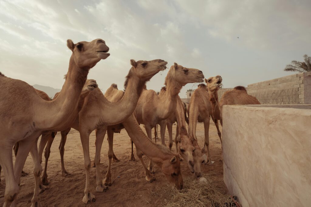 Amazing Facts About Camels