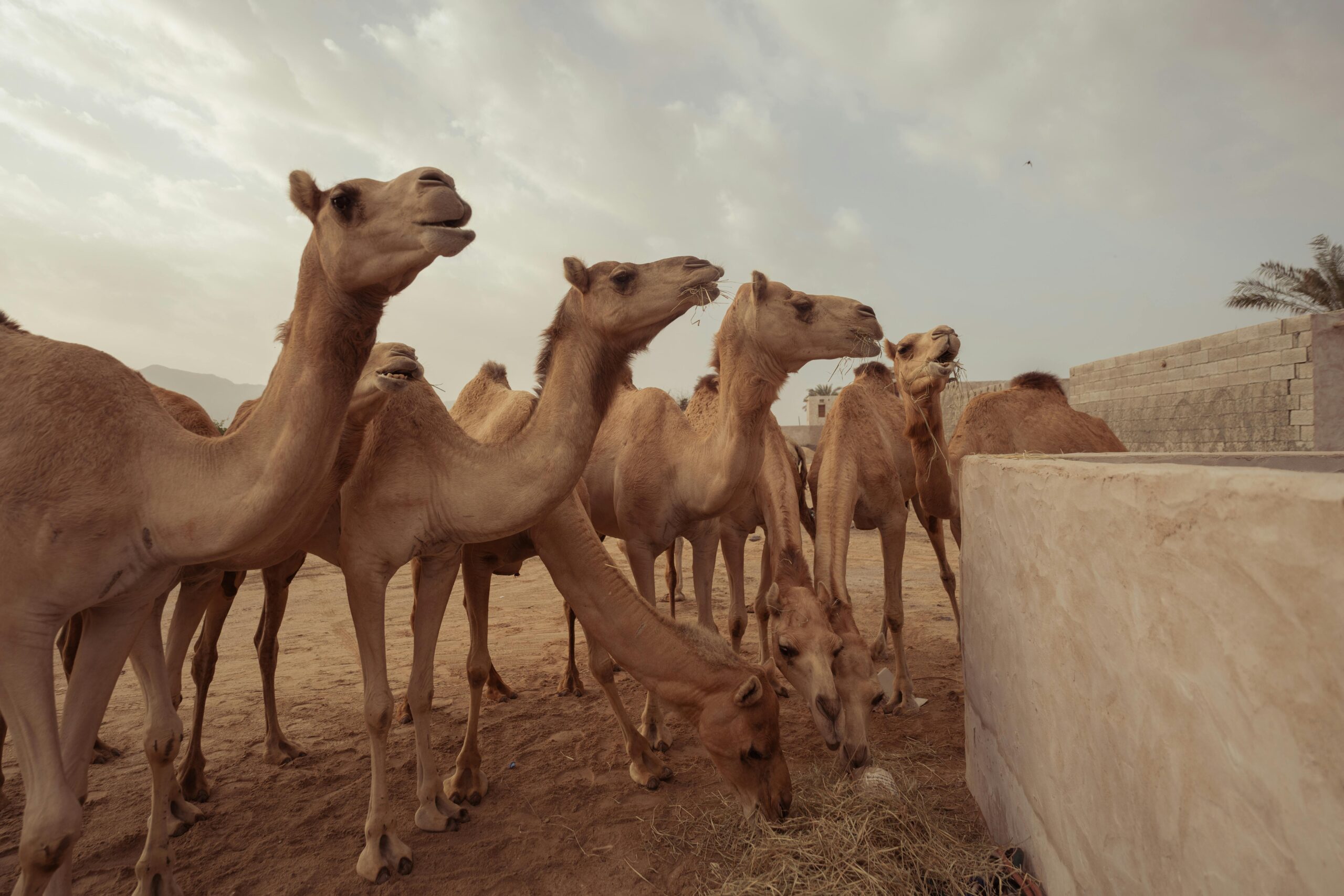 A herd of camels feeding in a sandy desert enclosure under a cloudy sky.